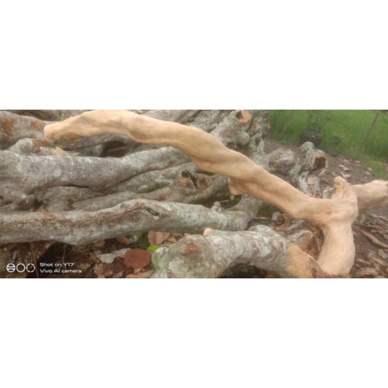 batang pohon kamboja tinggi 3.5 meter, hanya kirim resi.. untuk barang d kirim via cargo d luar dr o