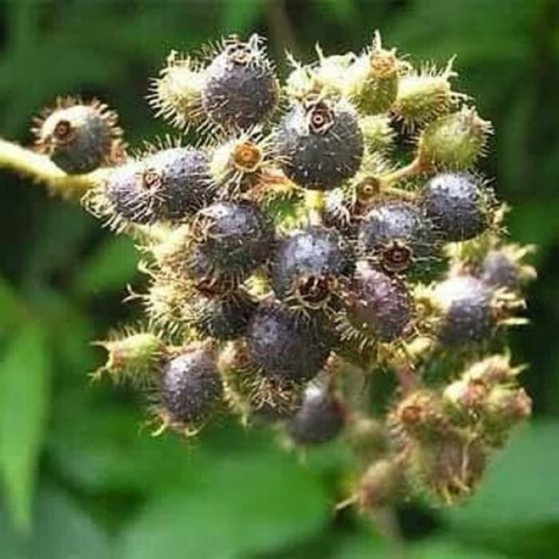 

Buah harendong bulu / senduduk bulu segar petik langsung 100 gram-az