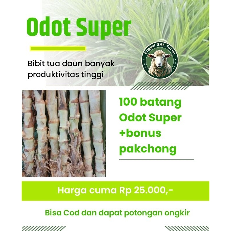 

100 batang/4kg Odot Super bonus pakchong