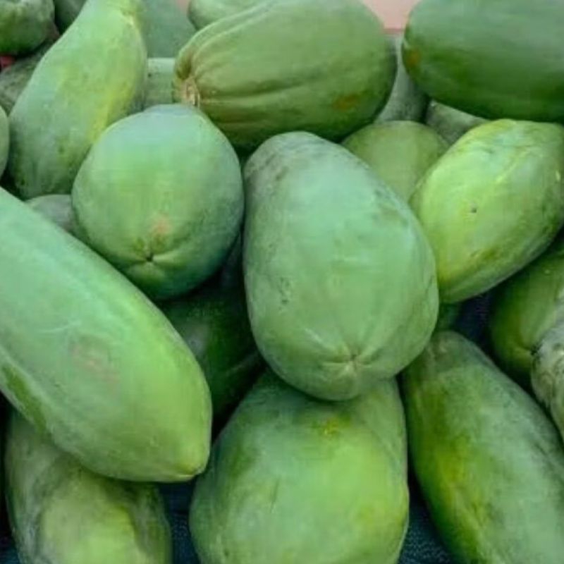 

Buah Pepaya Muda Sayur 1 Butir