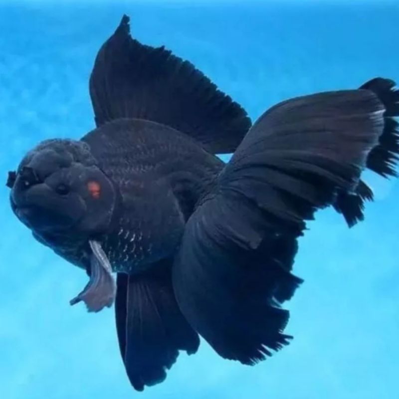 MAS KOKI BLACK ORANDA