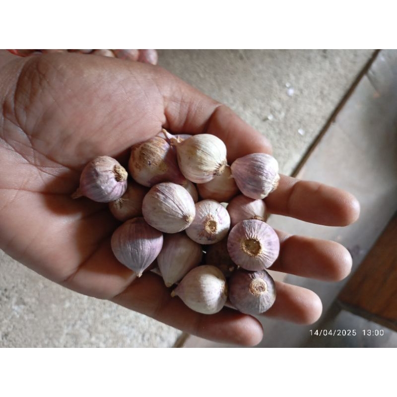 

bawang lanang / tunggal 500 gram ukuran kecil