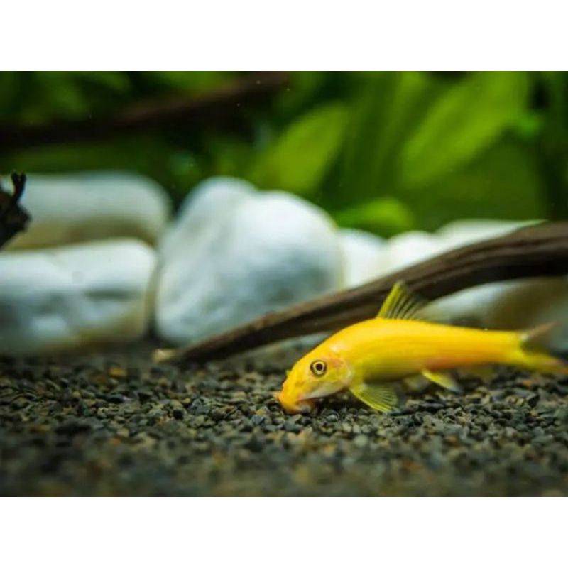 Ikan Pembersih Kaca kotoran ikan Algaeter.