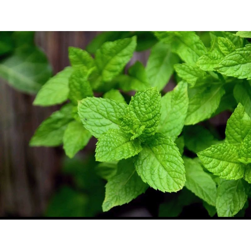 

daun mint fresh 100gram