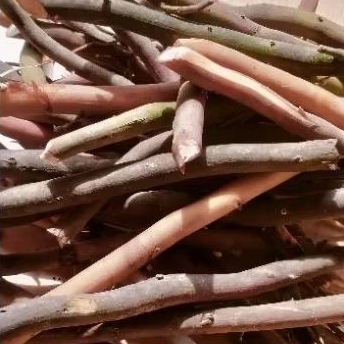 

Akar pinang/ jambe herbal alami 200 g