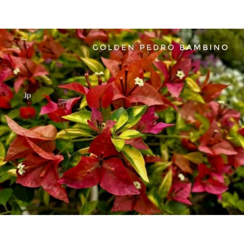 bougenville golden Pedro