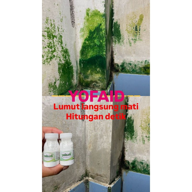 Obat Lumut - pembersih penghilang pembasmi Lumut tembok Paving