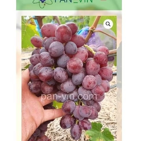Bibit anggur stroberry RS import