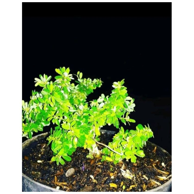 bibit saeng simbur super mikro Thailand original