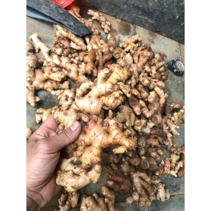 

JAHE EMPRIT PARIS SUPER CUCI BERSIH 1KG