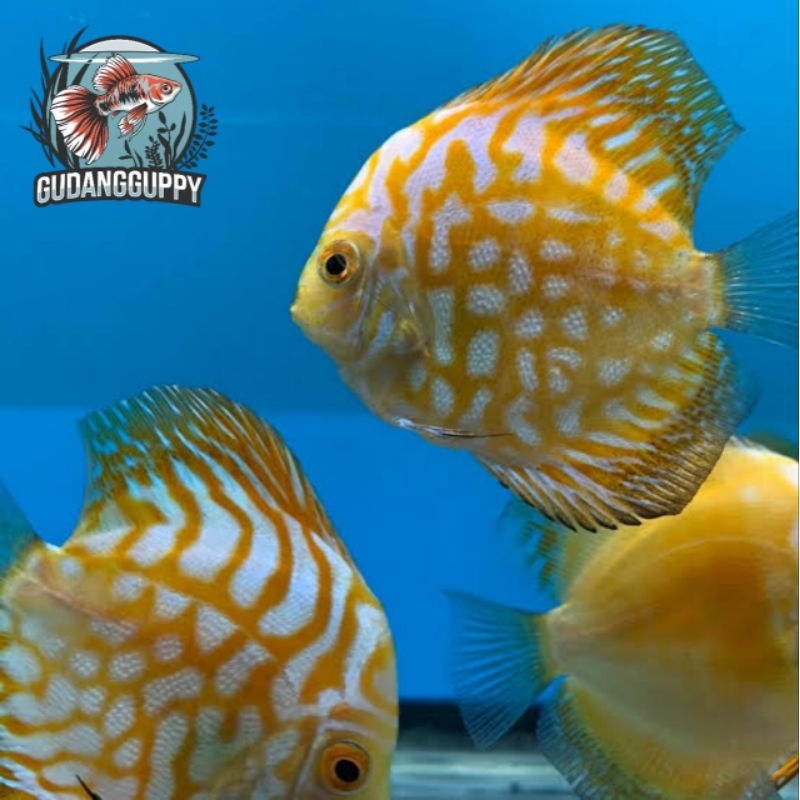 Hiasan Aquarium Discus Yellow Pigeon