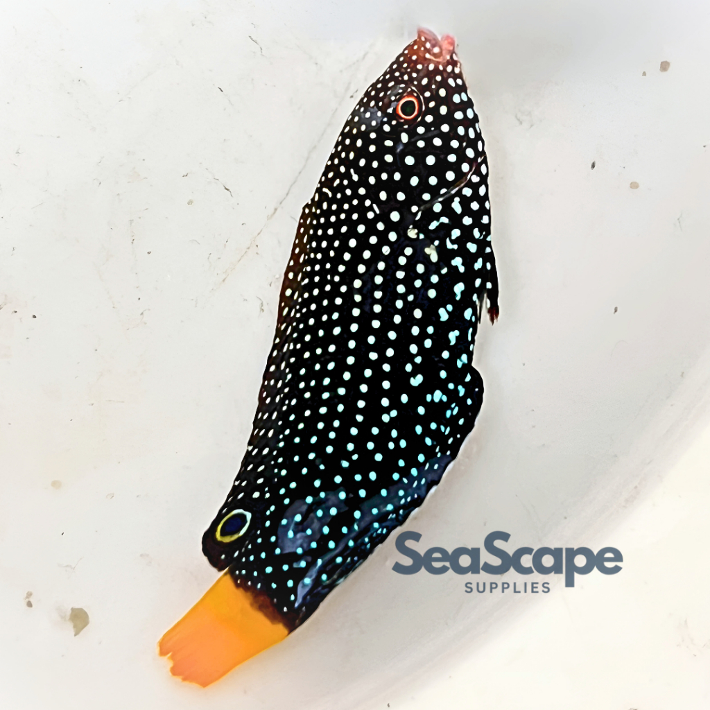 Ikan Hias Akuarium Air Laut Keling Totol Asli (Yellowtail Wrasse Fish) Aquarium Aquascape Marine