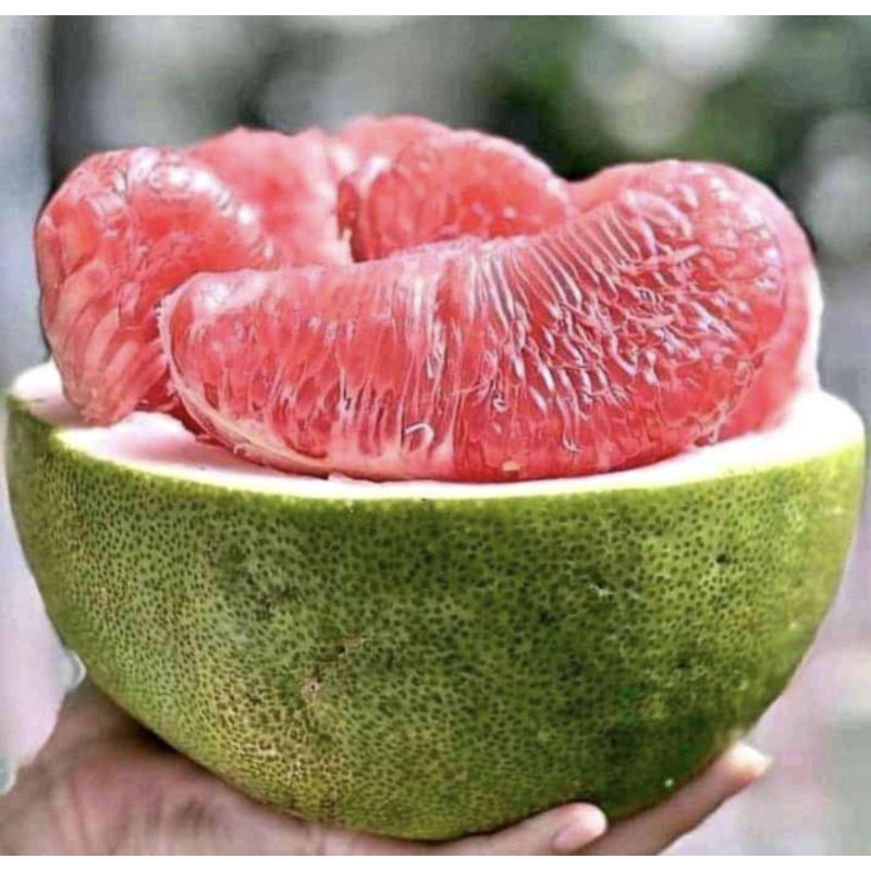 

1-1,2 kg Jeruk Pamelo Madu Muria super, manis segar banyak airnya
