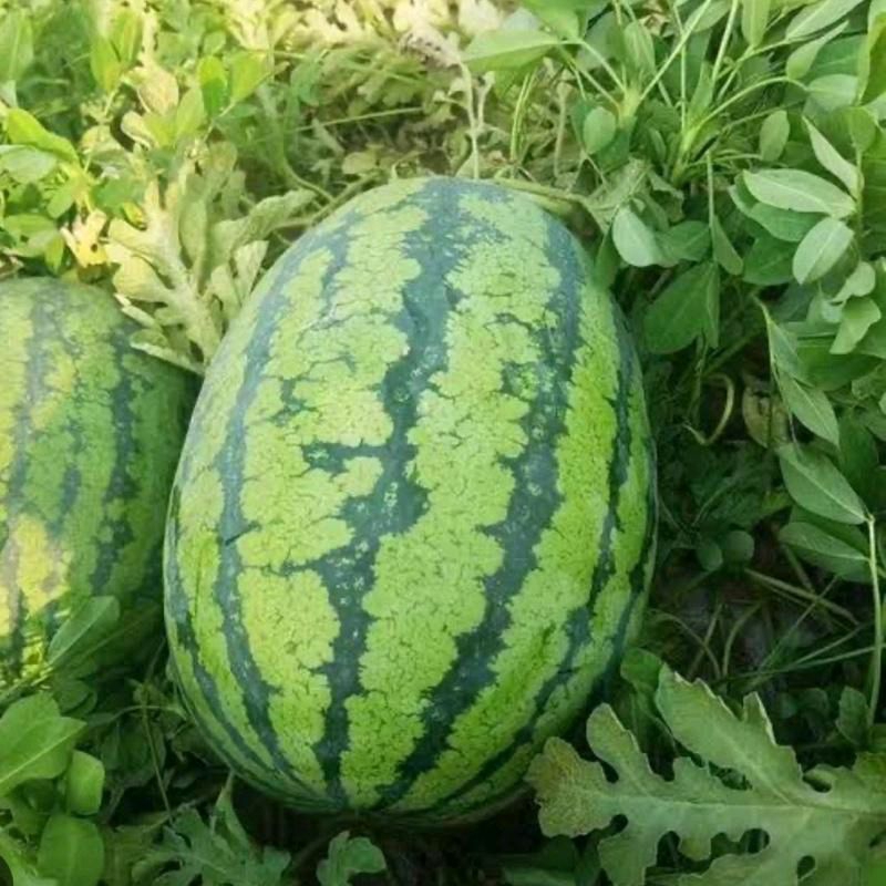 Liceriashop17 Gardenfarm - Benih Semangka Amara F1 10 Gr - Bibit Semangka - Bibit Semangka Super