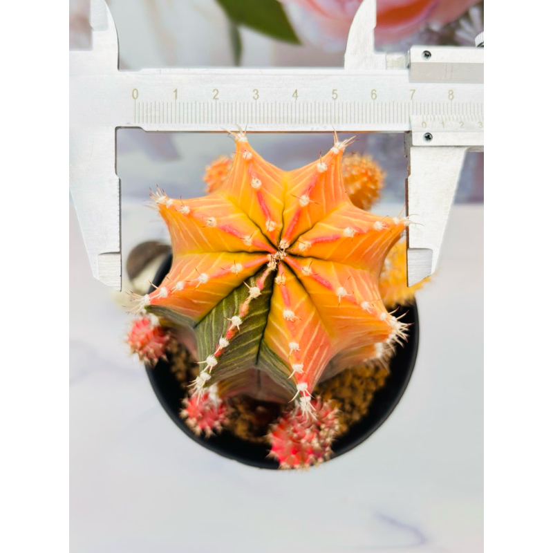 Murce Induk Beranak Nonstop Kaktus Gymnocalycium Mihanovichii Starfire Milo