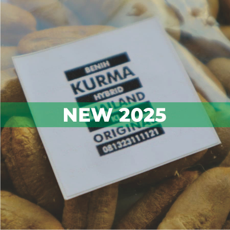 2025 Biji Benih KL-1 Kurma Hibrida Original Impor Thailand
