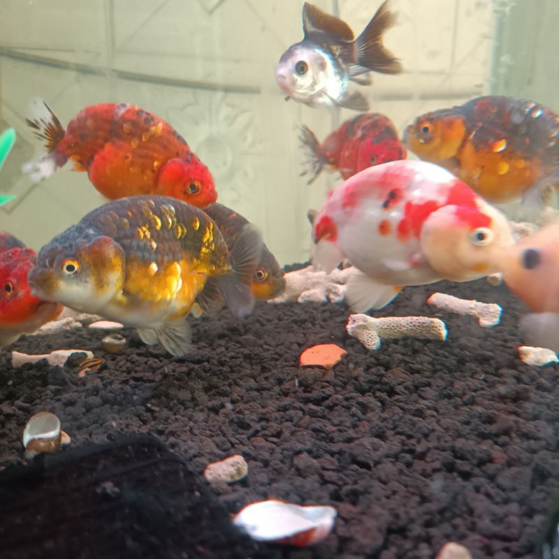 Hiasan Aquarium Ikan Koki Ranchu ukuran Besar