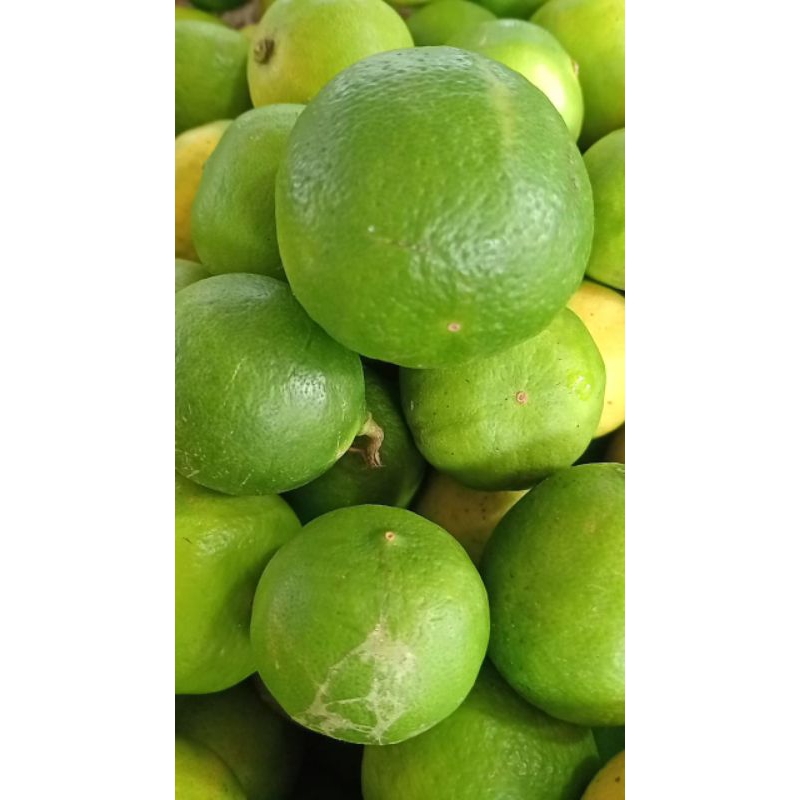 

jeruk nipis herbal jeruk nipis seger fresn 500gr 1000gr