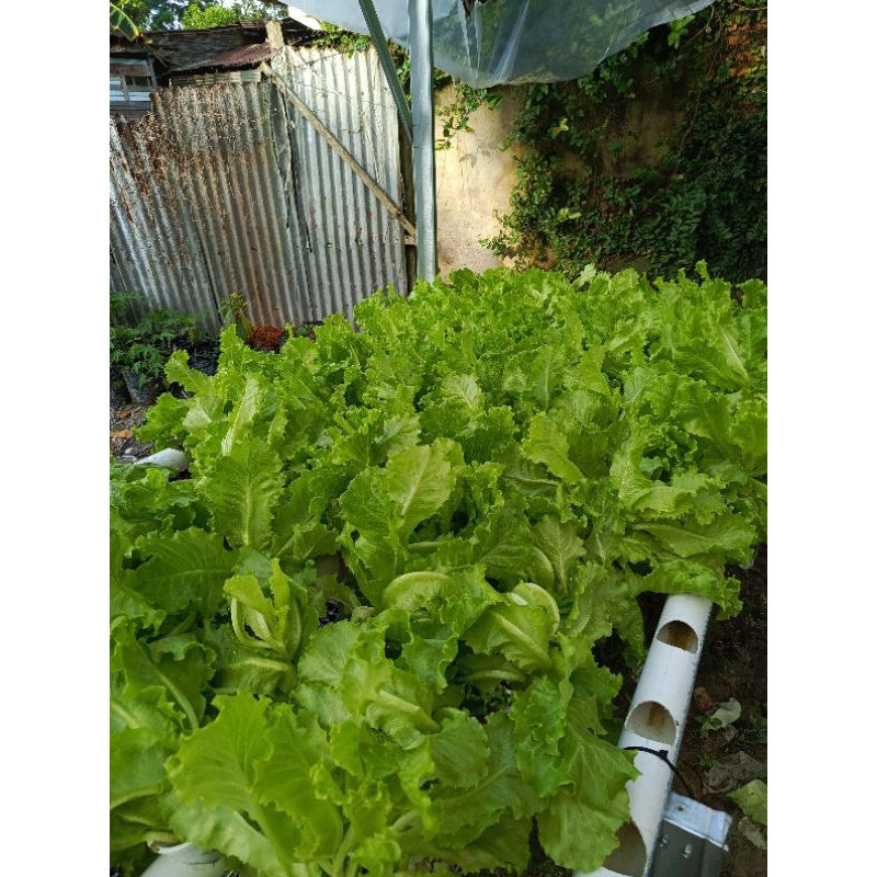 

Selada hidroponik bebas insektisida segar