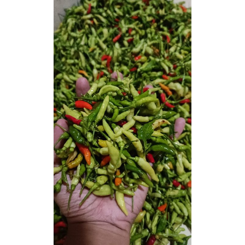 

Cengek / Cabe Rawit 1kg