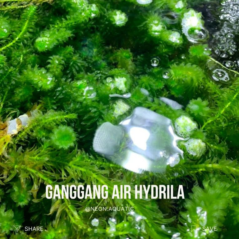 Ganggang Hydrila - Ganggang Hijau - Tanaman Air Aquascape - Ganggang Air - Neon Aquatic