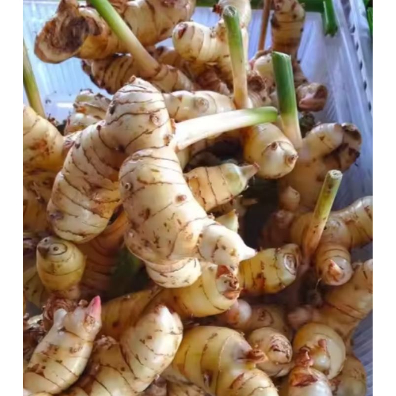 

lengkuas laja