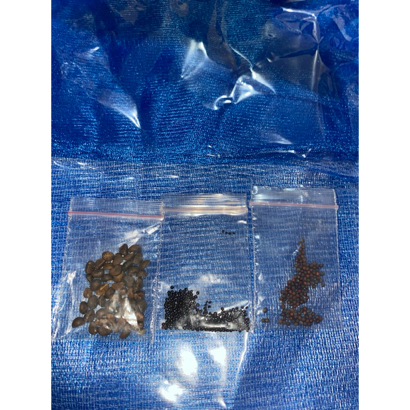 Paket Bibit Tanaman Sayuran Hidroponik 3in1 Lengkap ( kangkung bayam pakchoy )