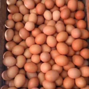 

telor ayam negi ( 6 pcs)