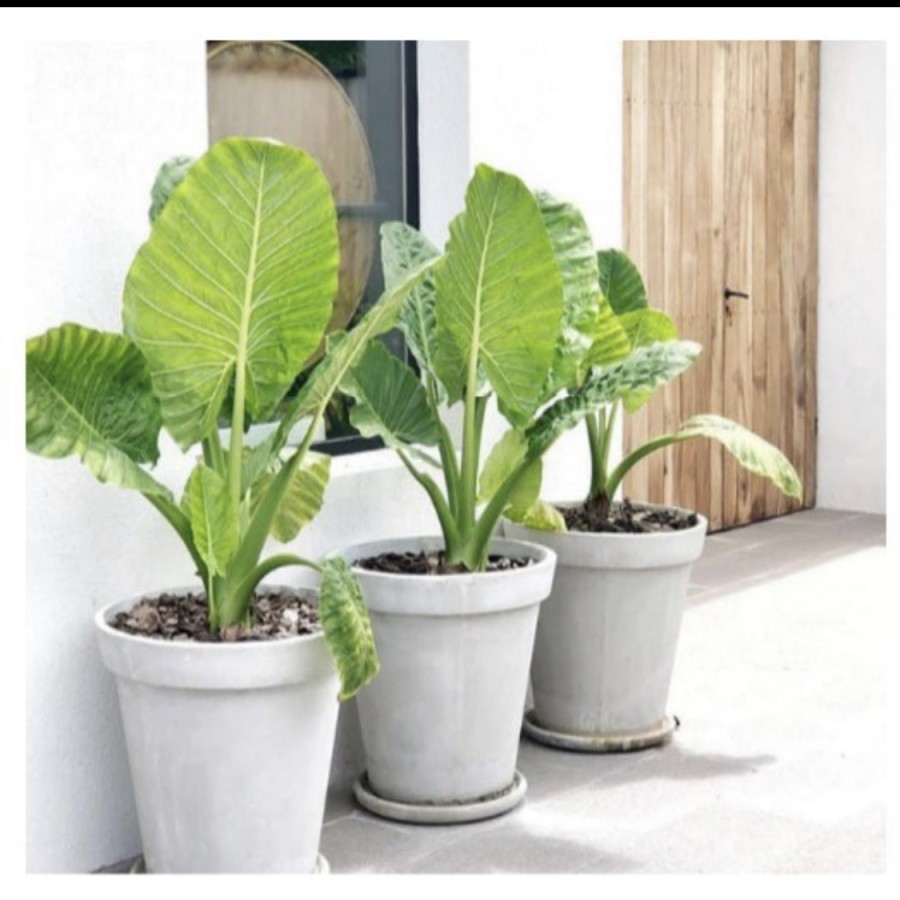 Tanaman sente hijau // sente hijau // talas hijau