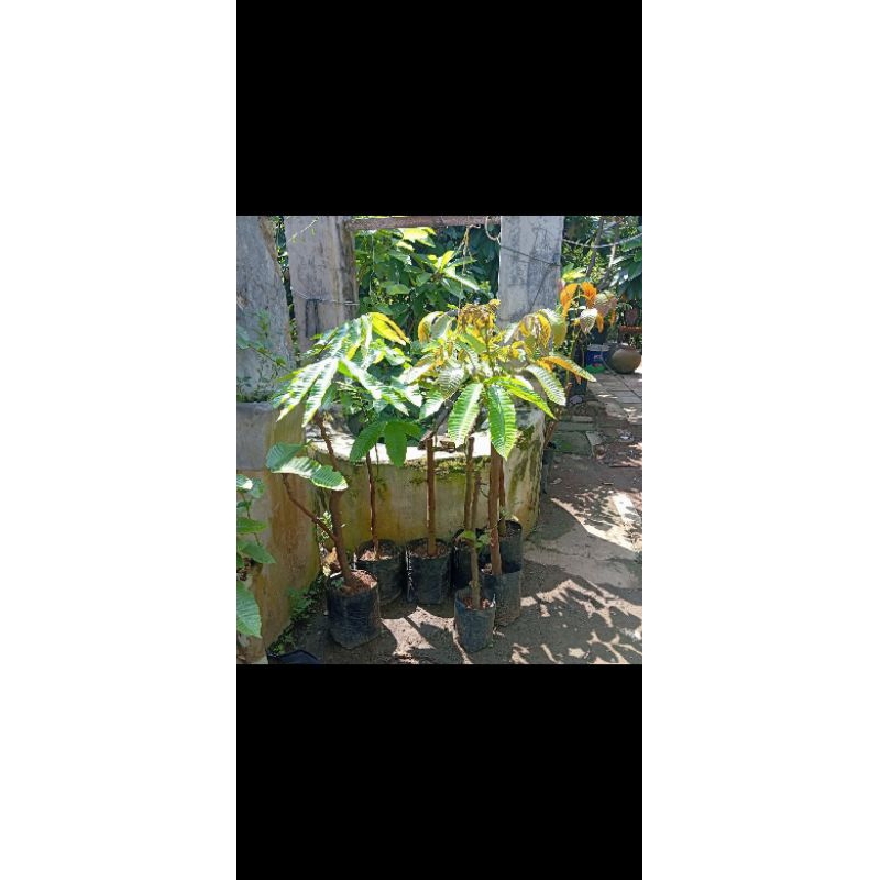 Matoa cangkok stabil