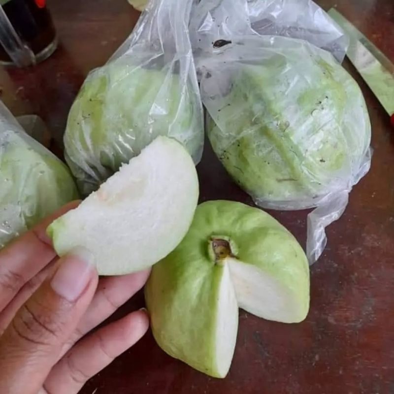 

Jambu Kristal 5kg. /kg isi 5-6 buah Jambu. BERGARANSI