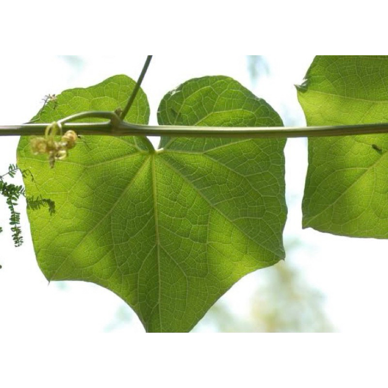 

Daun labu siam segar petik langsung 40 lembar-az