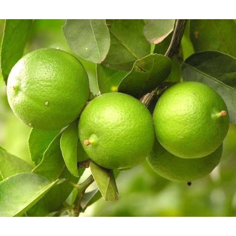 

Jeruk Nipis 1kg Hijau Besar Banyak Air