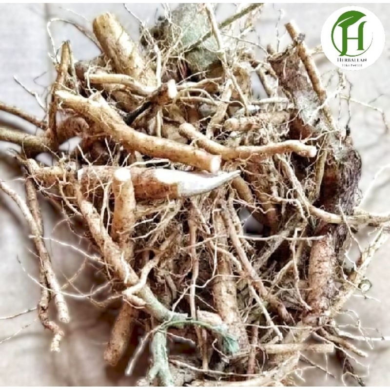 

Akar Sidaguri/Sidagori Segar 1 kg