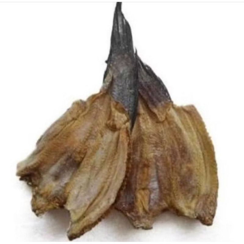 ikan gabus tomang