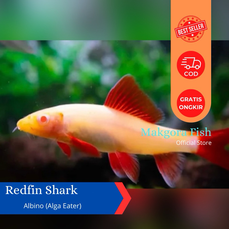 Ikan Hias Redfin Shark Albino 6cm Red Fin Alga Eater Khusus Instan