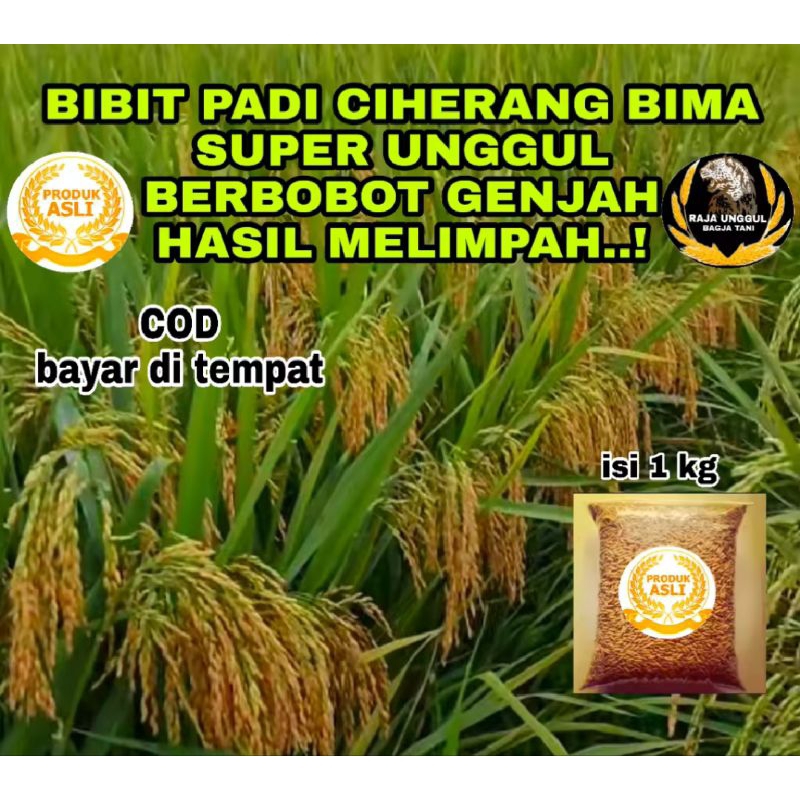 BENIH PADI CIHERANG BIMA KUALITAS SUPER UNGGUL KEMASAN 1KG