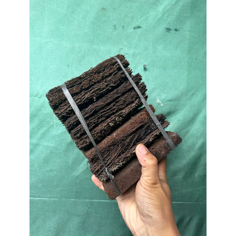 PAPAN PAKIS MEDIA SIMBAR / PLATYCERIUM