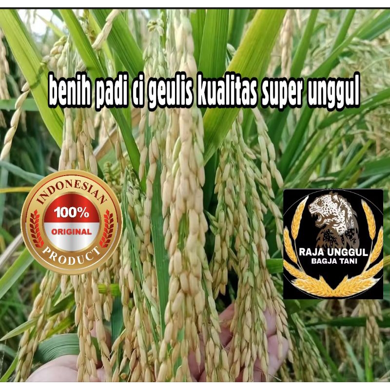 benih padi cigeulis kualitas super unggul kemasan 5KG