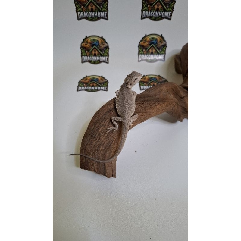 mainan bearded dragon lb zero het hypo