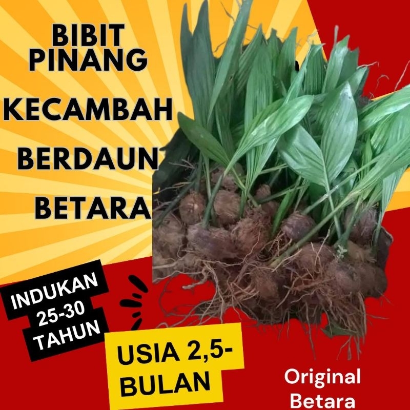 Bibit Pinang Kecambah Berdaun Betara unggul