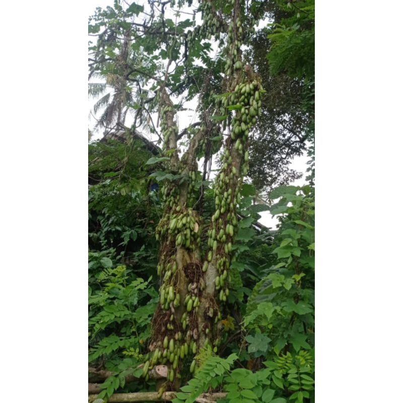 

Belimbing wuluh Fresh Petik Langsung Di Pohon