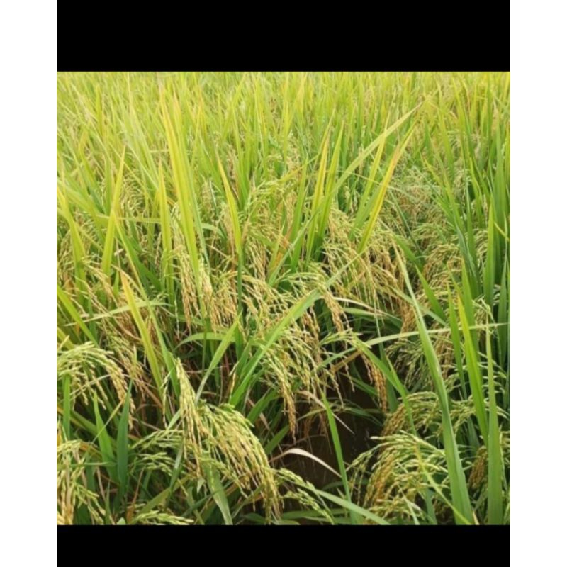 Benih padi infari 32 kemasan 5kg