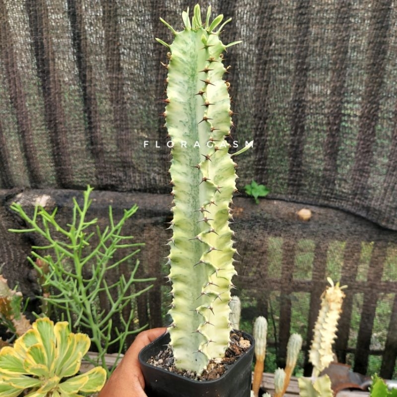 Euphorbia erythraeae variegata