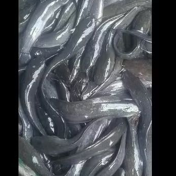 

IKAN LELE SEGAR sudah dibersihkan
