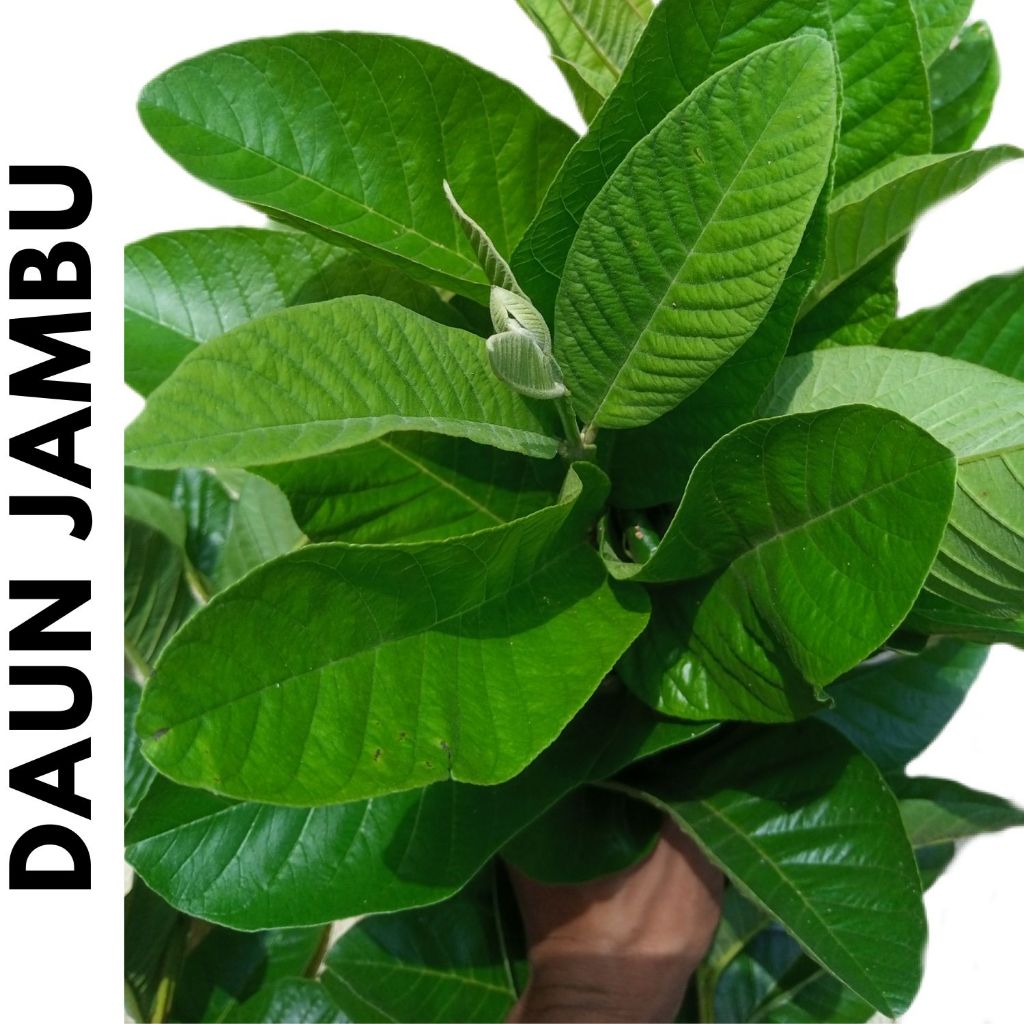 

Daun Jambu Biji 50 lembar untuk Diare, Rambut Rontok, Diabetes, Demam Berdarah dll
