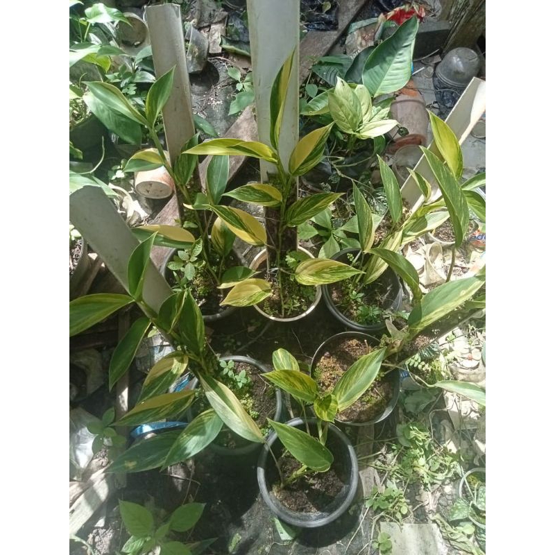 scindapsus varigata rupertis