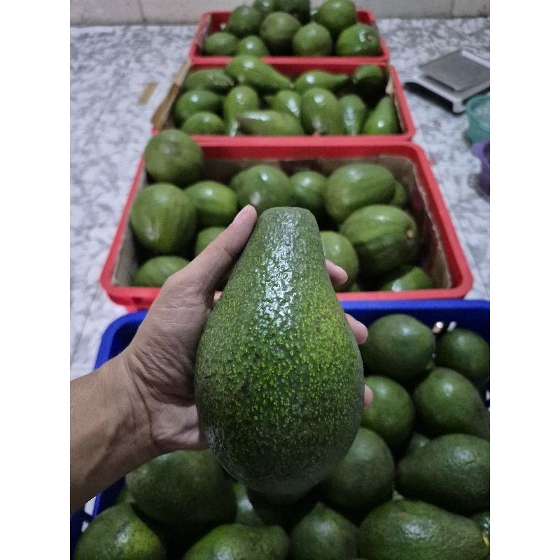 

2 KG LEBIH MURAH ALPUKAT MENTEGA DARI LERENG MURIA