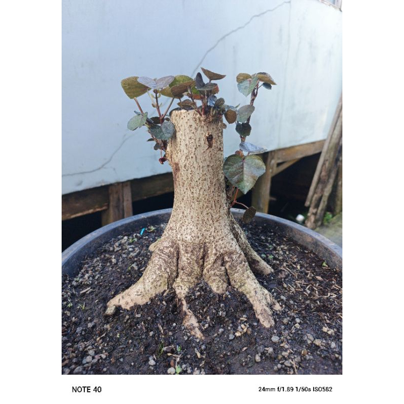 Bonsai Waru Merah/Varigata