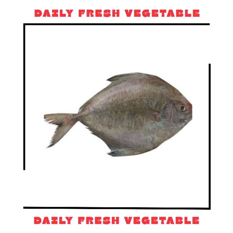 

Ikan Bawal Laut Fresh 500gr